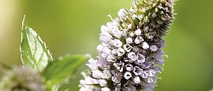 Minze (Mentha × piperita) In REPHA-OS® Mundspray sind ätherische Öle aus Minze, Eukalyptus, Nelke und Anis enthalten.