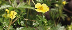 Tormentillwurzel / Blutwurz (Potentilla erecta) Die in REPHA-OS Mundspray verwendete Heilpflanze Blutwurz adstringierende und entzündungshemmende Eigenschaften